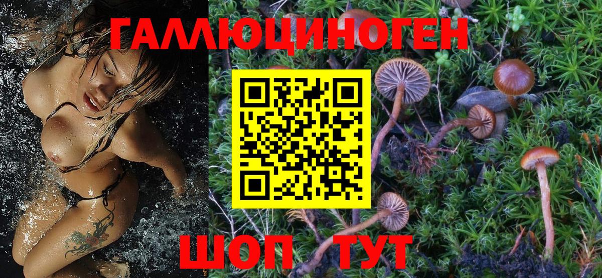 Псилоцибиновые грибы мицелий Ачхой-Мартан